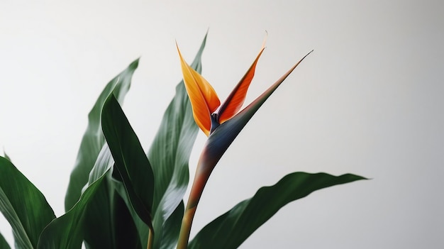 Una pianta di uccello del paradiso con uno sfondo bianco