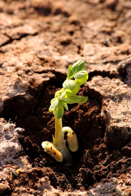 Una pianta germoglia dal terreno