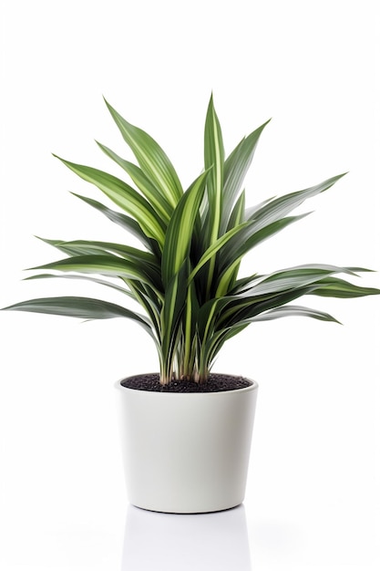 Una pianta in un vaso bianco con uno sfondo bianco