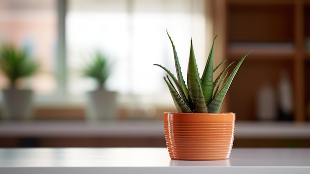 Una pianta in un vaso su un bancone in cucina.