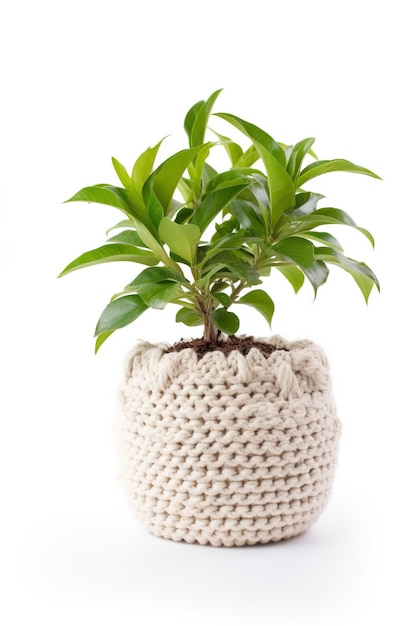 Una pianta in vaso con dentro una pianta verde.