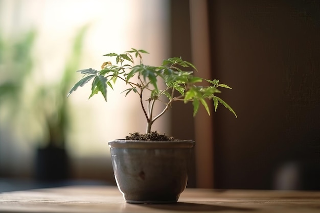 Una pianta in vaso con dentro una pianta verde.