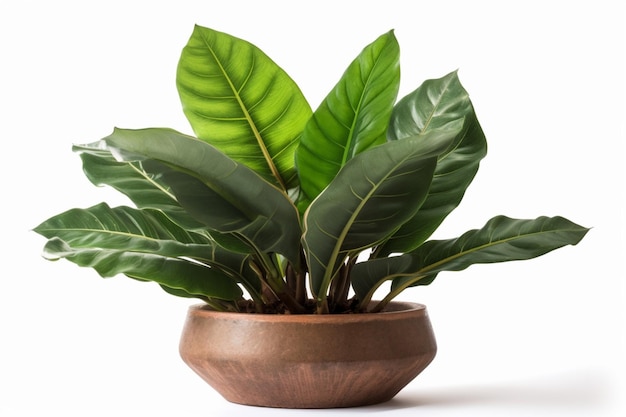 Una pianta in vaso con grandi foglie in un vaso marrone