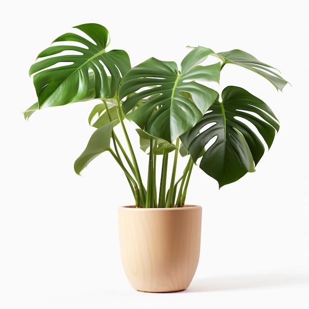 una pianta in vaso con una pianta dentro è mostrata su uno sfondo bianco