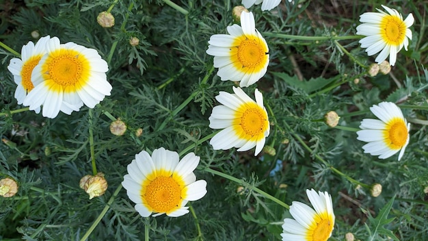 Una pianta simile alla camomilla con petali bianchi e polline giallo