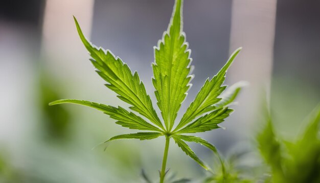 Una pianta verde a foglia con un gambo a foglia