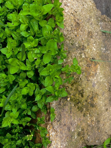 Una pianta verde con foglie e la parola basilico su di essa