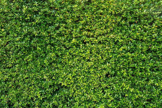 Una pianta verde con foglie piccole