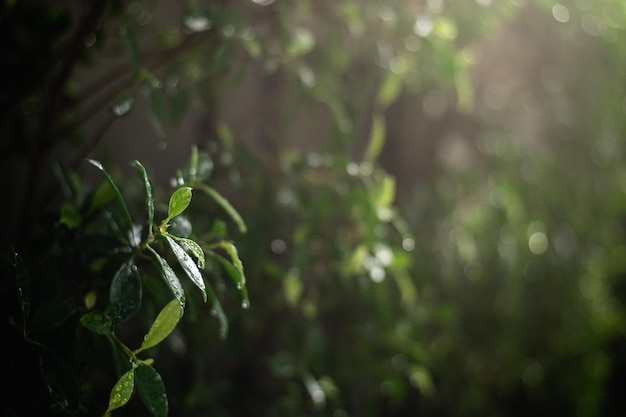 Una pianta verde con foglie sopra