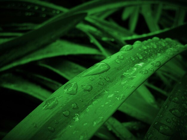 una pianta verde con gocce d'acqua su di essa e la parola u su di essa