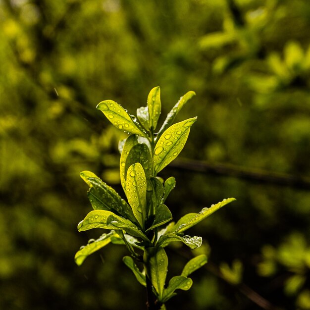 Una pianta verde con gocce di pioggia su di essa