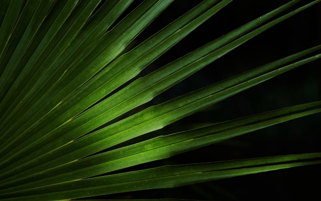 Una pianta verde con sopra la parola palma