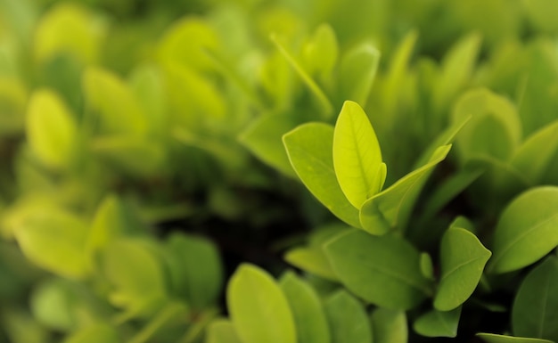 Una pianta verde con sopra la parola "