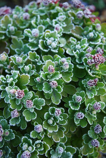 Una pianta verde con un fiore bianco e viola.