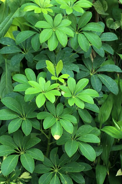 una pianta verde con un fiore giallo al centro.