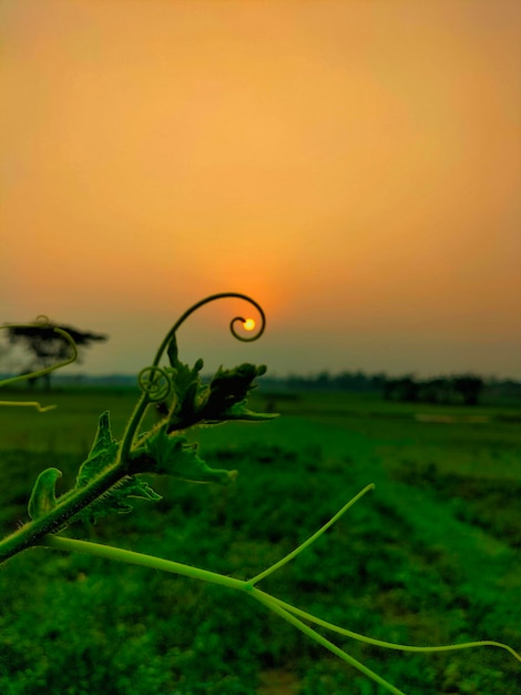 Una pianta verde con una spirale in cima