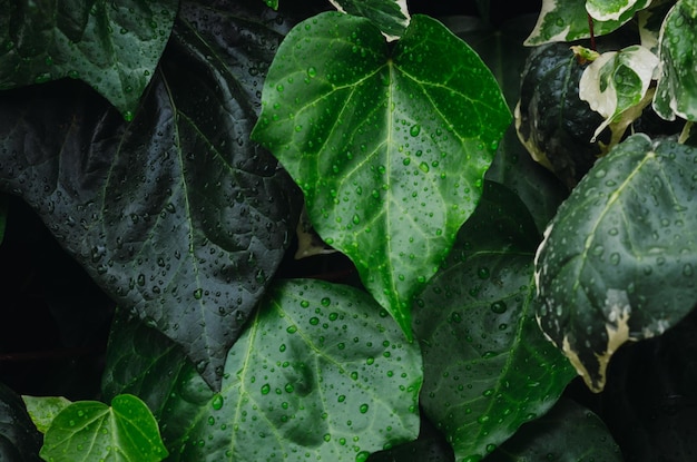 Una pianta verde lussureggiante con gocce d'acqua sulle foglie