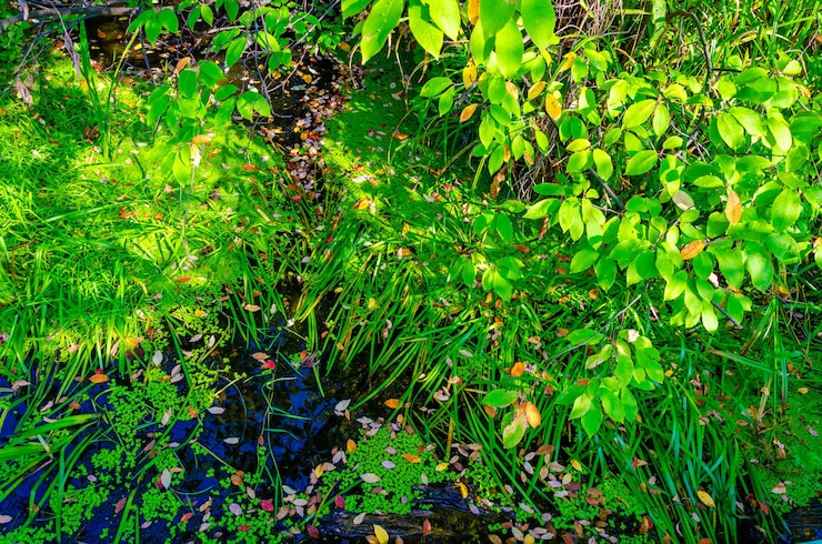 Foto una pianta verde nell'acqua con foglie su di essa
