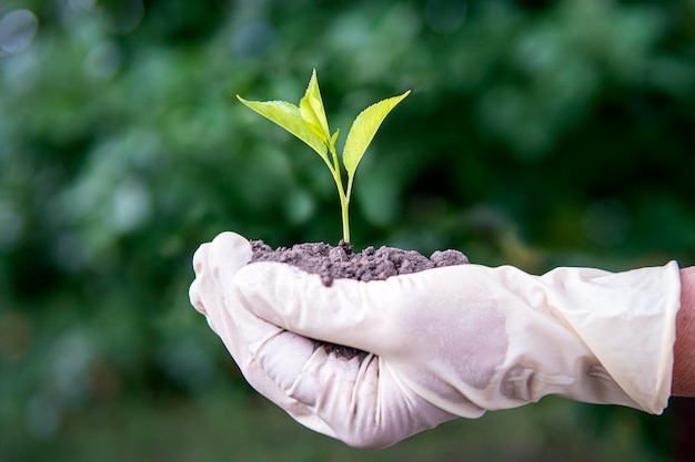 Una piantina di ciliegio nelle mani di una donna anziana La nonna sta piantando un albero in giardino Donna che tiene una giovane piantina verde nel primo piano del suolo