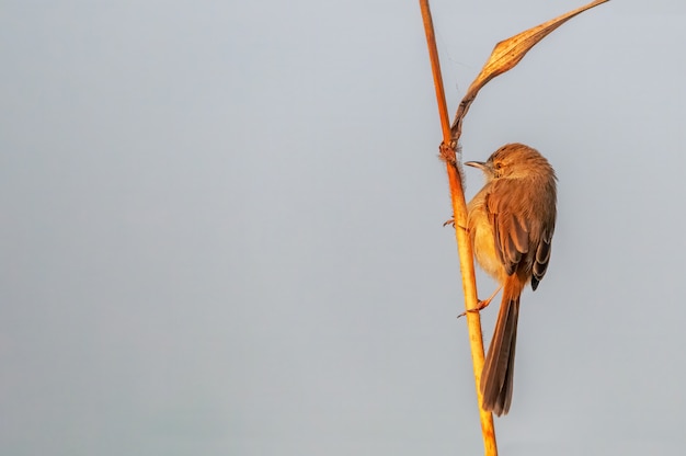 Una pianura prinia in luce dorata su una pianta