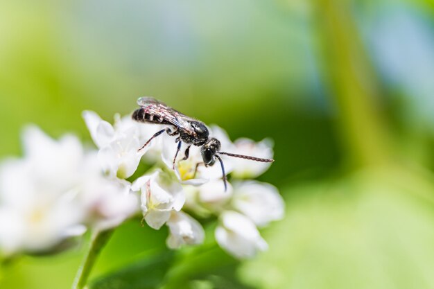 Una piccola ape su un fiore