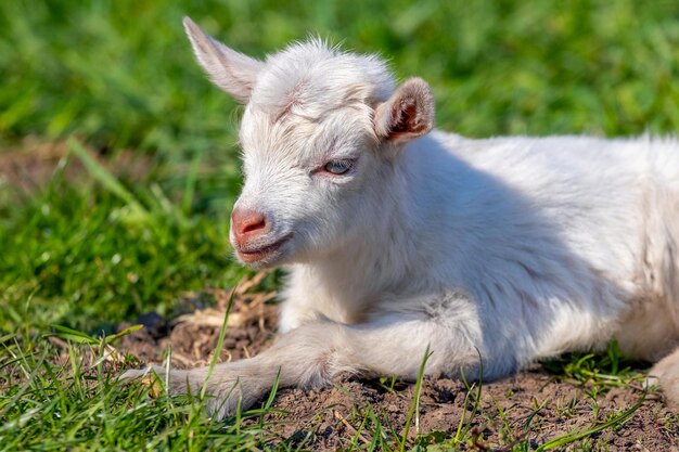 Una piccola capra bianca si trova sull'erba con tempo soleggiato