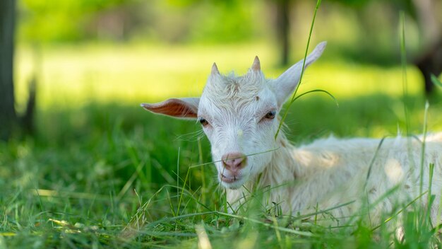 Una piccola capra è sdraiata su un prato verde in una soleggiata giornata estiva e mastica erba