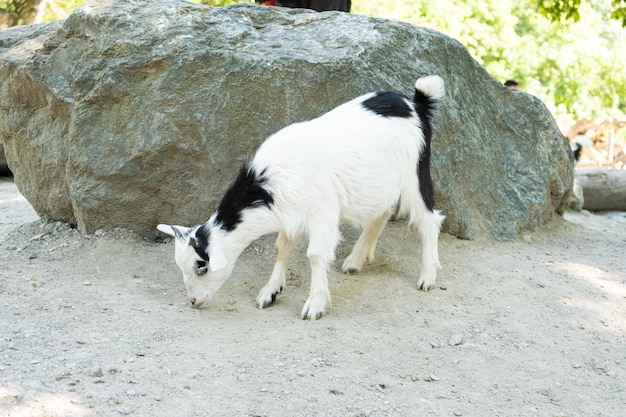 Una piccola capra in bianco e nero si trova vicino a una roccia di una grande pietra