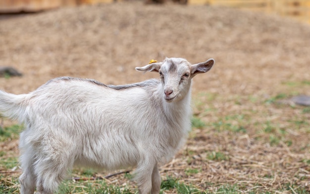 Una piccola capra nella fattoria pascola e gioca Allevamento di capre e pecore Pulizie