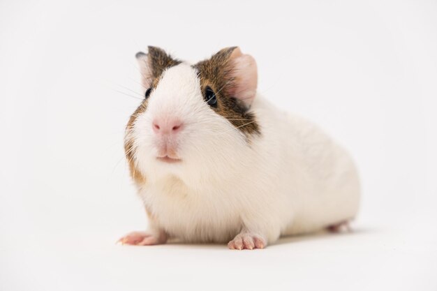 Una piccola cavia di 2 mesi si siede su uno sfondo bianco