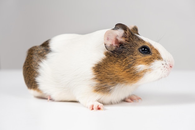 Una piccola cavia di 2 mesi si siede su uno sfondo bianco