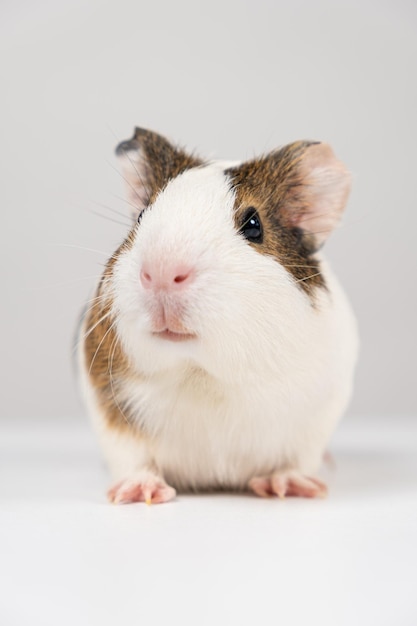 Una piccola cavia di 2 mesi si siede su uno sfondo bianco