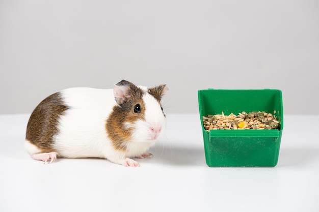 Una piccola cavia e un alimentatore con cibo su uno sfondo bianco