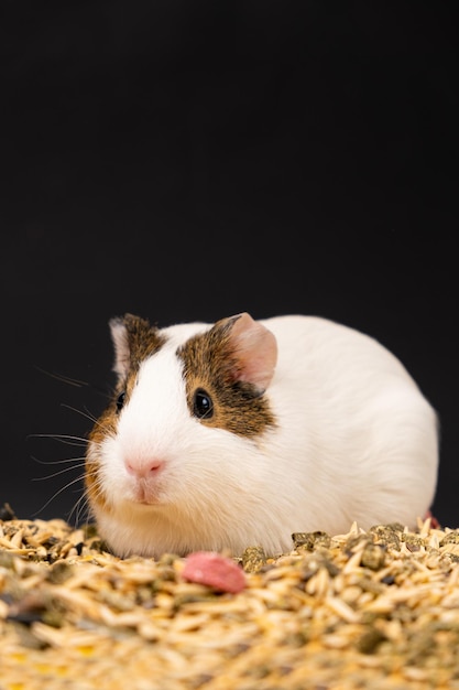 Una piccola cavia si siede vicino al mangime su uno sfondo nero