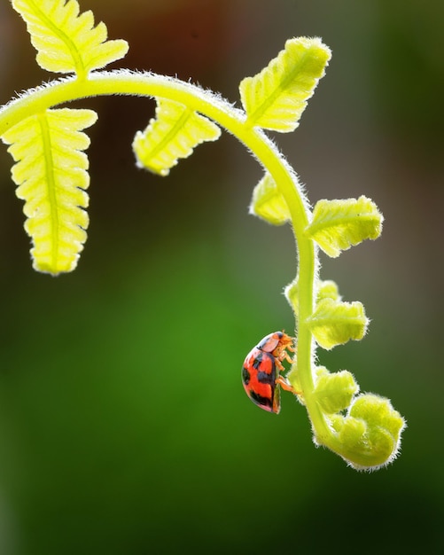 Una piccola coccinella sulla foglia di felce in primavera