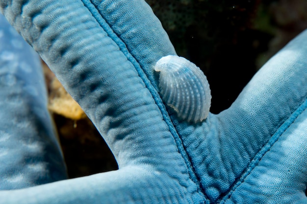 Una piccola conchiglia blu su una stella marina a Cebu nelle Filippine