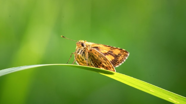 Una piccola farfalla arancione e nera si siede su un filo d'erba.