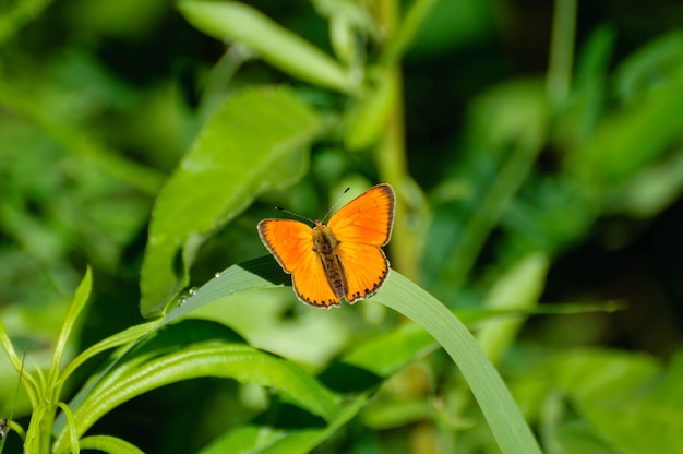 Una piccola farfalla di rame scarsa Lycaena virgaureae sull'erba verde in una mattina d'estate