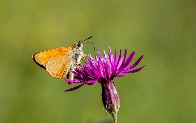 Una piccola farfalla skipper (thymelicus sylvestris)