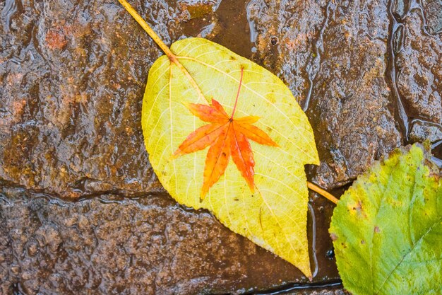 Una piccola foglia d'acero arancione su una foglia gialla