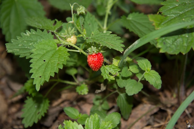 Una piccola fragola di bosco matura nella foresta