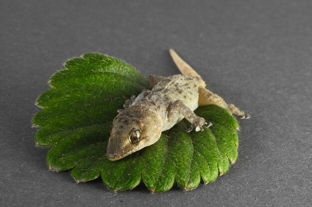 Una piccola lucertola Gecko e una foglia verde su uno sfondo colorato