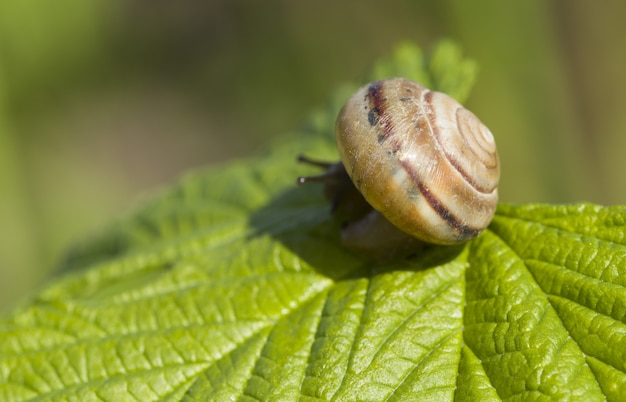 Una piccola lumaca gialla striscia con un lef verde