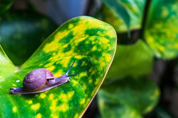 Una piccola lumaca striscia sulla grande foglia