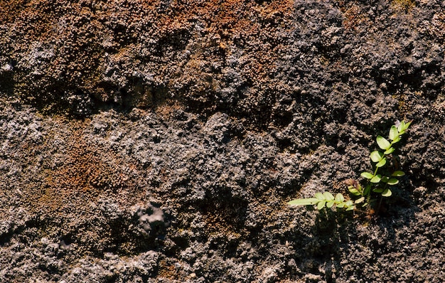 Una piccola pianta che cresce sul muro di cemento. Sfondo della natura.