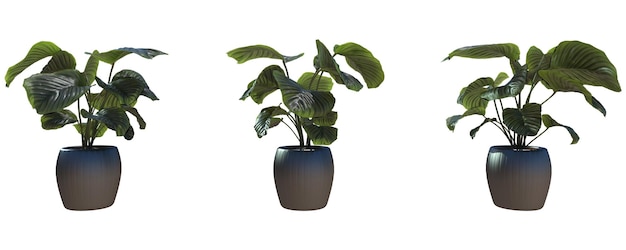 una piccola pianta in un vaso nero con una foglia verde su di esso