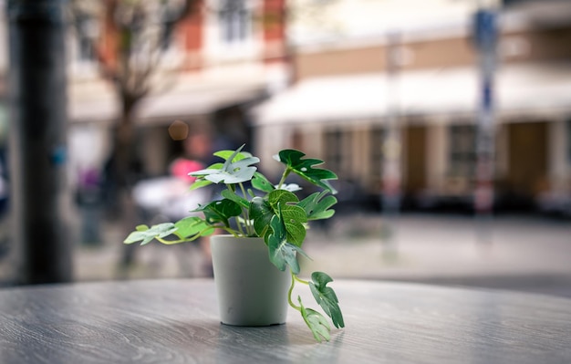 Una piccola pianta in un vaso sullo sfondo di una strada cittadina