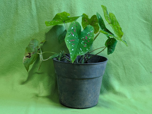 Una piccola pianta in vaso su sfondo verde