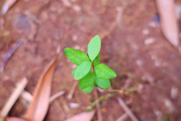 Una piccola pianta nel terreno