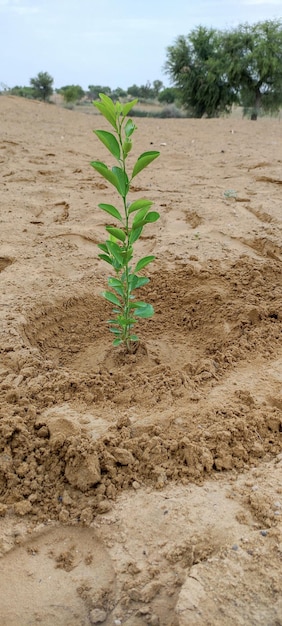 Una piccola pianta sta crescendo nella sabbia